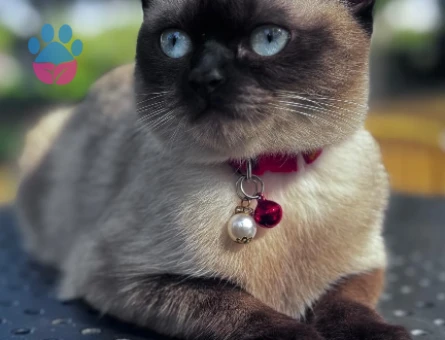 Siyam dişi eş arıyor