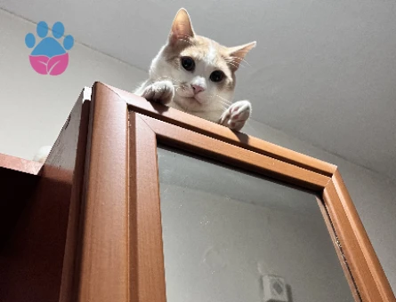 Sarman Beyaz Kedime Gelin arıyorumm