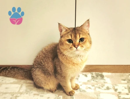 British Shorthair Tecrübeli Oğluma Eş Aranıyor