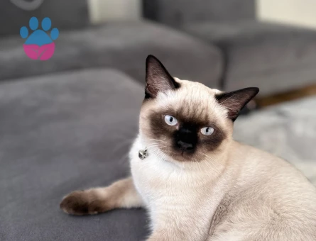 British Shorthair 1 yaşında Eş Arıyor