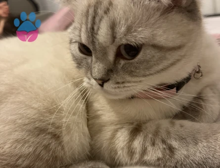 Scottish Straight Mia'ya eş arıyorum