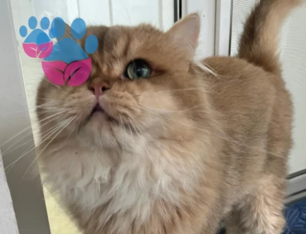 Secereli golden aslan gibi yakışıklı oğlum