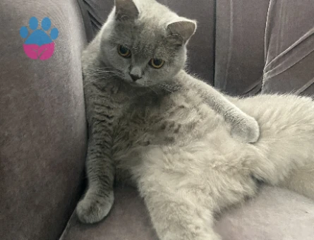 Dişi kedime eş arıyorum