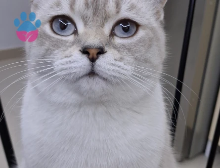 Yeni kızgınlığa girmiş kızımıza Yakışıklı bir damat arıyoruz