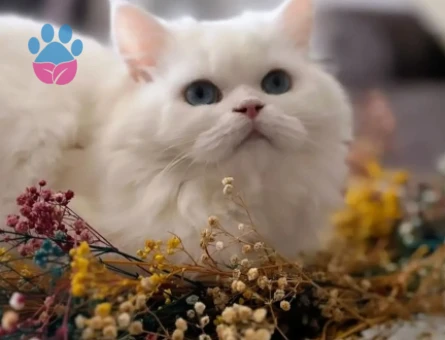 Yakışıklı white oğluma