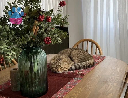 ACİL ilan Dişi kedi arıyoruz