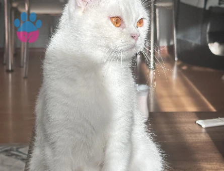 Köpük hanıma erkek eş arıyoruz