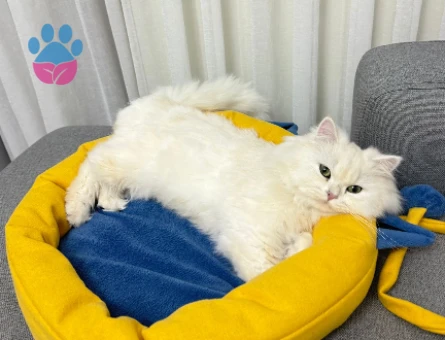 OĞLUMUZ İÇİN EŞ ARIYORUZ