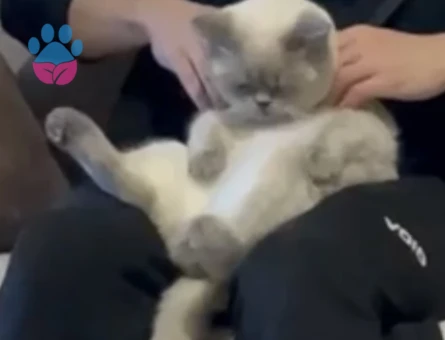 Schothis fold blue point 11 aylik