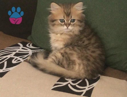 İran Kedisi Paşamıza dişi arıyoruz