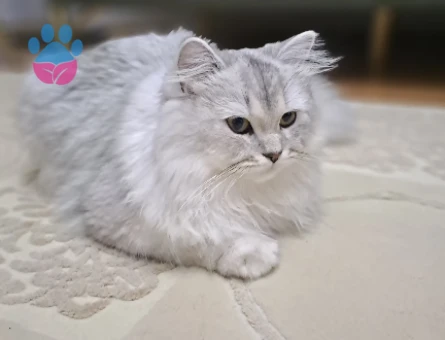 British Longhair Erkek Kedime Eş Arıyorum