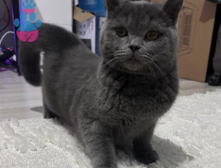 British Shorthair Kedimize eş arıyoruz
