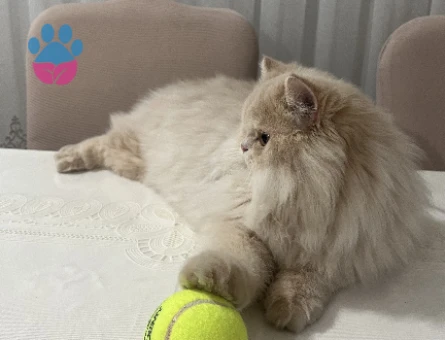 Erkek İran kedisi Oğluma Eş Arıyorum