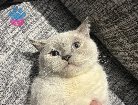 Biritsh shorthair kedim kızgınlıkta