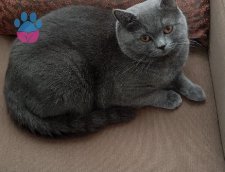 British Shorthair 14 aylık Erkek