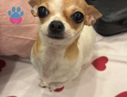 Chihuahua 2 Yaşında Köpeğime Eş Arıyorum