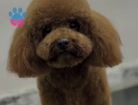 Toy poodle oğluşum 2 Yaşında Eş Arıyor