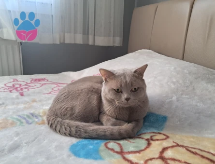 Brıtısh Shorthair lilac 2 Yaşında Eş Arıyor