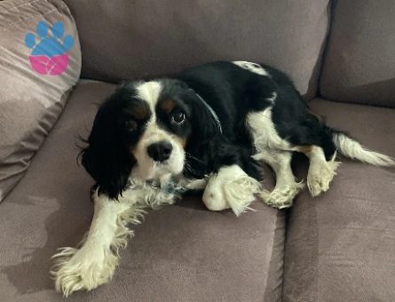 Oğluma cavalier dişi arıyorum ( İstanbul)