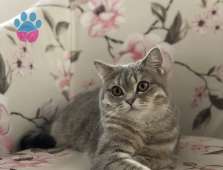 Mia Balımıza Güzel Bir Eş Arıyoruz