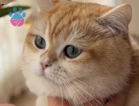 Oğlumuz British golden shorthair  ny12 Eş Arıyor