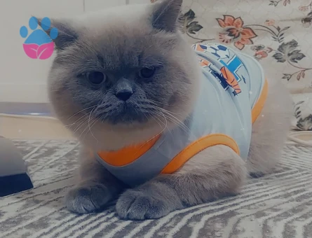 British Shorthair Leo 1 Yaşında Eş Arıyor