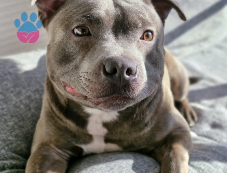 A secereli Oğluma eş arıyorum