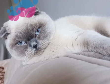 Scottish Fold Yakışıklı Erkeğim Eş Arıyor
