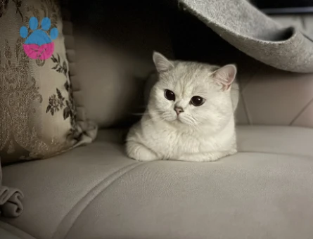 British Shorthair  Silver Kedime Eş Arıyorum