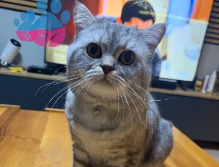 British Shorthair Tospik Eş Arıyor