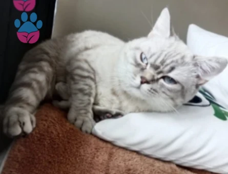 British shorthair 1 Yaşında Eş Arıyor