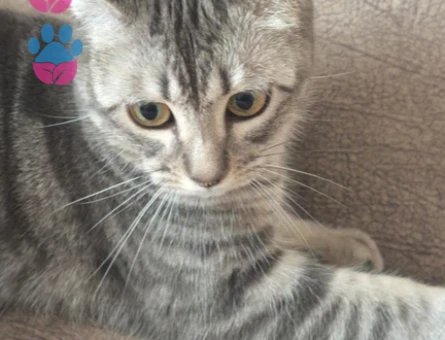 1 Yaşında Dişi Tekir Kedi İçin Eş Arıyoruz