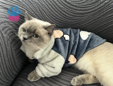 British Shorthair 1 Yaşında Eş Arıyoruz - 118981941