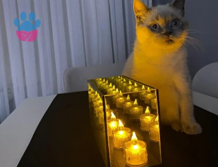 British Blue Point 8 aylık