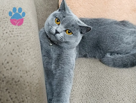 British Shorthair Kedime eş arıyorum