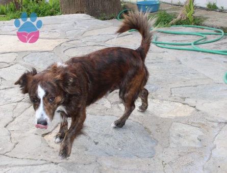 RUS FİNOSU KAMİL'E EŞ ARIYORUZ