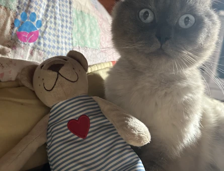 Gelinimizi arıyoruz