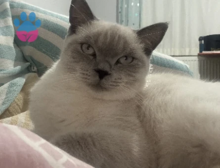 Matcha British Shorthair