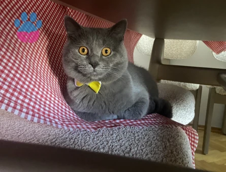 Oğluma eş arıyorum kızgınlıkta