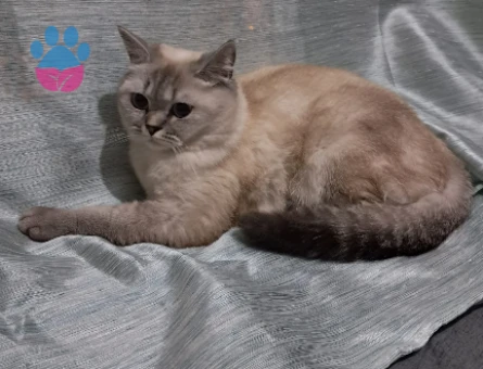 British Shorthair Kedime Erkek Eş arıyoruz