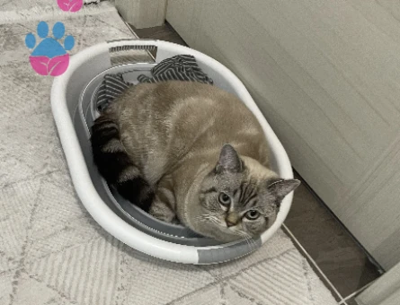 British Shorthair Kedime Dişi eş arıyoruz