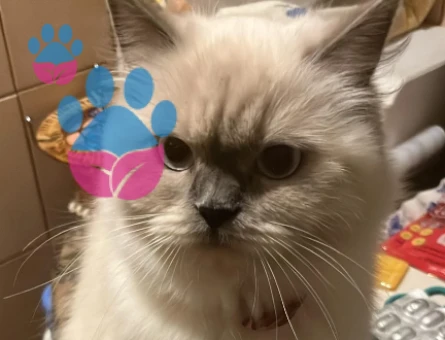 British Shorthair 1 Yaşında Kedim Eş Arıyor - 118982205