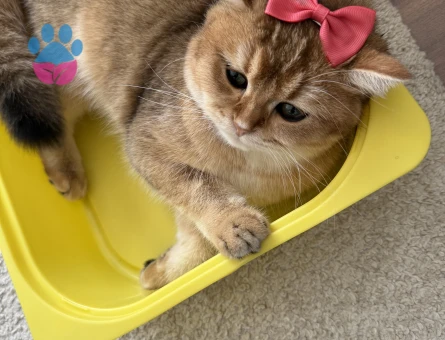 British Shorthair 1 Yaşında Kedim Eş Arıyor