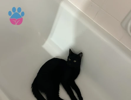 Tekir Erkek Kedime eş arıyorum