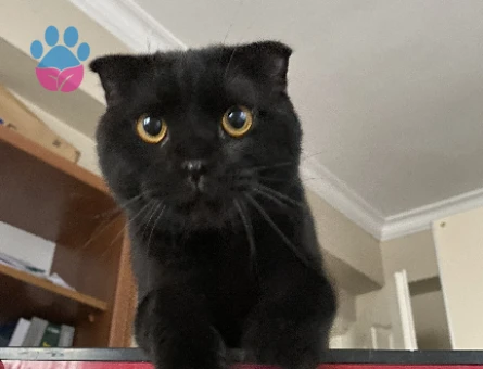 Scottish Fold 2 Yaşında Erkek Kedime Eş Arıyorum