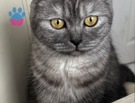 Scottish Fold kedimi çiftleştirmek için eş arıyorum