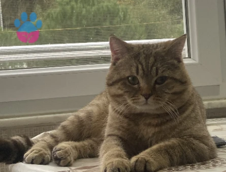 Scottish Fold Kedimi Kısırlaştırmadan önce çiftleştirmek istiyoruz