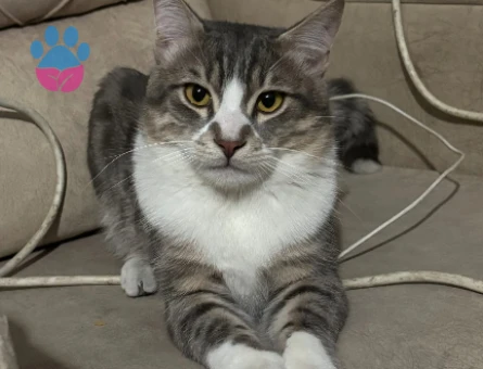 Tekir british kırması oğluma eş arıyorum