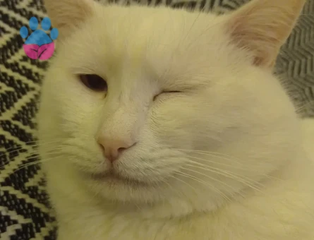 British Shorthair kedime eş arıyorum