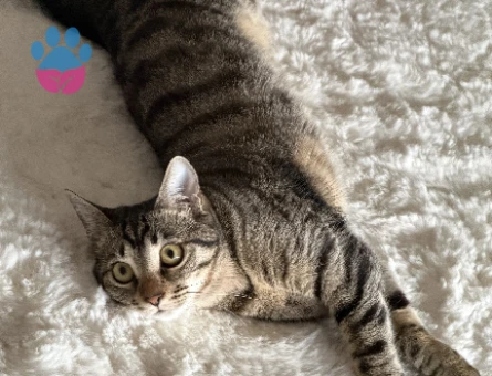 Tekir Kedime Eş Arıyoruz